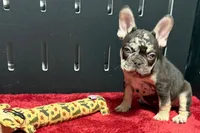 Zack , a male French Bulldog for sale in Sturgis, MI – 10 of 10