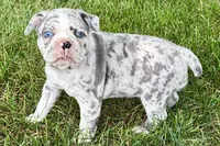 Royal, a female Frenchton for sale in Sturgis, MI – 6 of 8