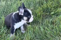 Cookie, a female French Bulldog for sale in Sturgis, MI – 4 of 9