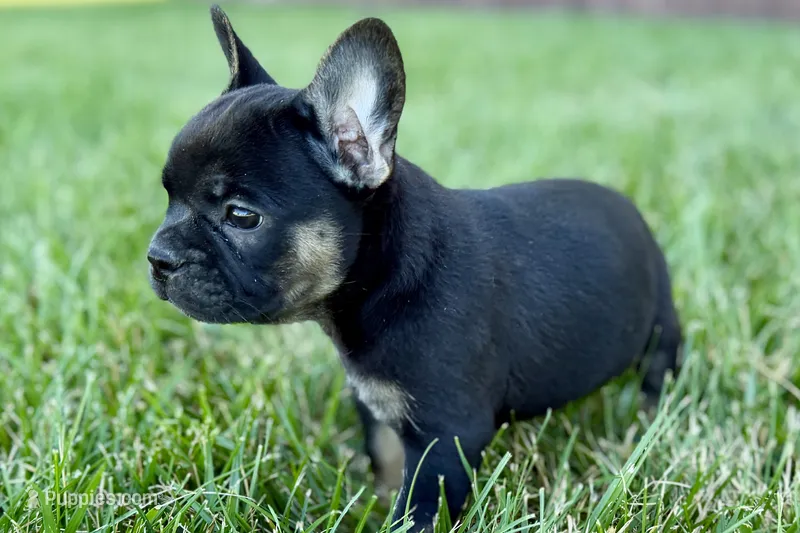 Cupcake – French Bulldog puppy for sale in Sturgis, MI