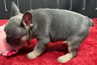 Xander, a male French Bulldog for sale in Sturgis, MI – 5 of 10