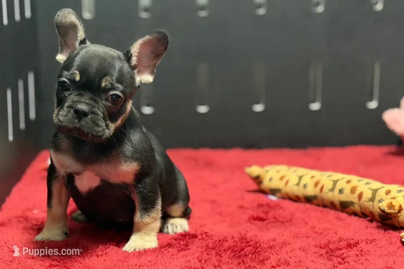 Zara  – French Bulldog puppy for sale in Sturgis, MI