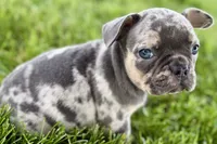 Breezy , a female French Bulldog for sale in Sturgis, MI – 4 of 10