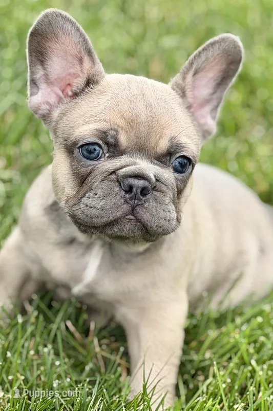 Usher – French Bulldog puppy for sale in Sturgis, MI