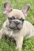 Usher, a male French Bulldog for sale in Sturgis, MI – 1 of 9