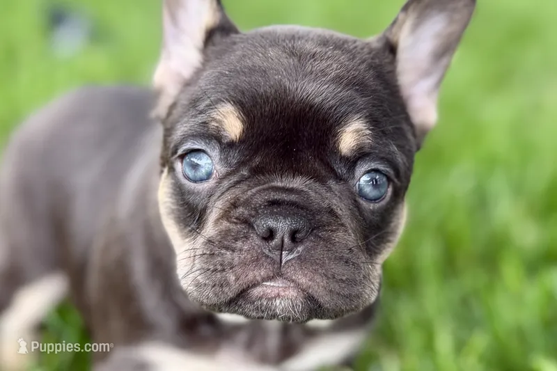 Daisy – French Bulldog puppy for sale in Sturgis, MI