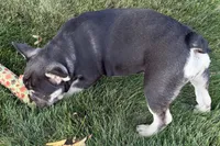Marshall, a male French Bulldog for sale in Sturgis, MI – 8 of 10