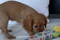 Sadie , a female Cavalier King Charles Spaniel for sale in Sturgis, MI – 7 of 10