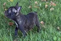 Vinny, a male Frenchton for sale in Sturgis, MI – 2 of 10
