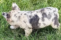 Roxy , a female Frenchton for sale in Sturgis, MI – 8 of 10