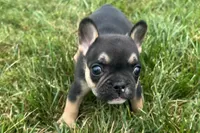 Franny  , a female French Bulldog for sale in Sturgis, MI – 5 of 10