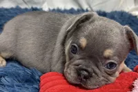 Harper, a female French Bulldog for sale in Sturgis, MI – Photo 7 of 8