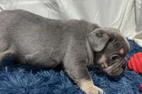 Harper, a female French Bulldog for sale in Sturgis, MI – Photo 3 of 8