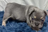 Harper, a female French Bulldog for sale in Sturgis, MI – Photo 2 of 8
