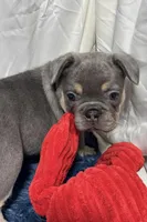 Harper, a female French Bulldog for sale in Sturgis, MI – Photo 4 of 8