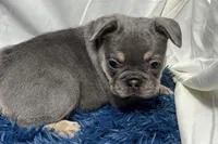 Harper, a female French Bulldog for sale in Sturgis, MI – Photo 5 of 8