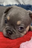 Harper, a female French Bulldog for sale in Sturgis, MI – Photo 6 of 8