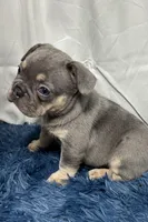 Harper, a female French Bulldog for sale in Sturgis, MI – Photo 1 of 8