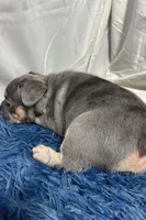 Harper, a female French Bulldog for sale in Sturgis, MI – Photo 8 of 8