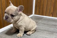 Roseie, a female French Bulldog for sale in Sturgis, MI – 10 of 10