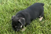 Grumpy, a male French Bulldog for sale in Sturgis, MI – 8 of 9
