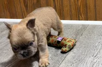 Ruby, a female French Bulldog for sale in Sturgis, MI – 3 of 9