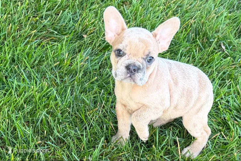 Lacy – French Bulldog puppy for sale in Sturgis, MI