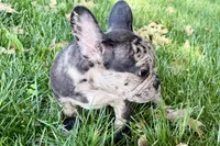 Ginger, a female French Bulldog for sale in Sturgis, MI – 4 of 8