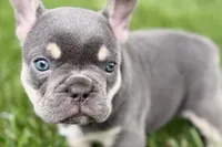 Denver, a male French Bulldog for sale in Sturgis, MI – 6 of 10