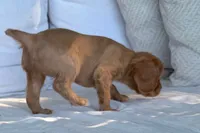 Susie, a female Cavalier King Charles Spaniel for sale in Sturgis, MI – 8 of 9