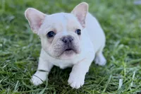 Noah, a male French Bulldog for sale in Sturgis, MI – Photo 4 of 10