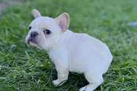 Noah, a male French Bulldog for sale in Sturgis, MI – Photo 8 of 10