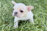 Noah, a male French Bulldog for sale in Sturgis, MI – Photo 5 of 10