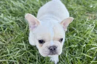 Noah, a male French Bulldog for sale in Sturgis, MI – Photo 10 of 10