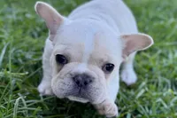 Noah, a male French Bulldog for sale in Sturgis, MI – Photo 6 of 10