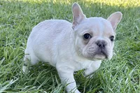 Noah, a male French Bulldog for sale in Sturgis, MI – Photo 3 of 10