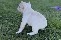 Noah, a male French Bulldog for sale in Sturgis, MI – Photo 9 of 10