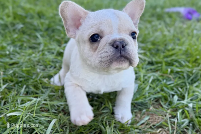 Noah – French Bulldog puppy for sale in Sturgis, MI