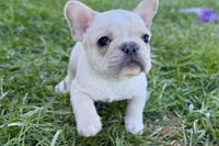Noah, a male French Bulldog for sale in Sturgis, MI – Photo 1 of 10