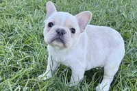 Noah, a male French Bulldog for sale in Sturgis, MI – Photo 2 of 10