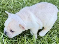 Noah, a male French Bulldog for sale in Sturgis, MI – Photo 7 of 10