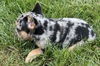 Frack, a male French Bulldog for sale in Sturgis, MI – 6 of 7
