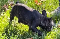 Vinny, a male Frenchton for sale in Sturgis, MI – 4 of 10