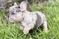 Greta, a female French Bulldog for sale in Sturgis, MI – 4 of 9
