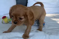 Susie, a female Cavalier King Charles Spaniel for sale in Sturgis, MI – 5 of 9