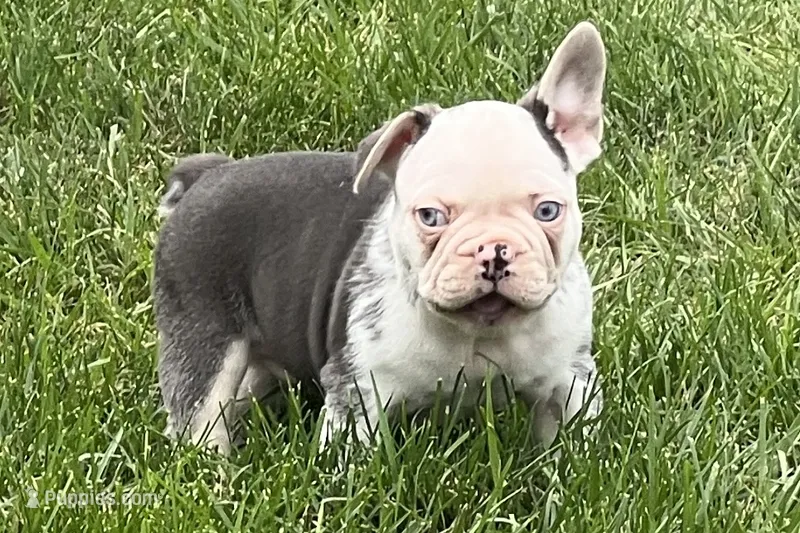 Gaddy – French Bulldog puppy for sale in Sturgis, MI