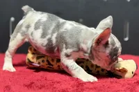 Zink, a female French Bulldog for sale in Sturgis, MI – 5 of 10