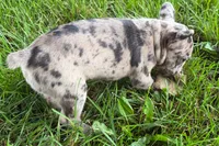 Vera, a female Frenchton for sale in Sturgis, MI – 6 of 6