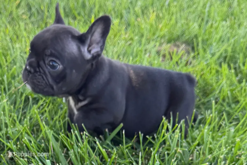Pearl – French Bulldog puppy for sale in Sturgis, MI