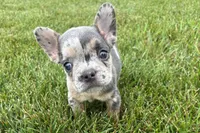 Kirby, a male French Bulldog for sale in Sturgis, MI – 1 of 8